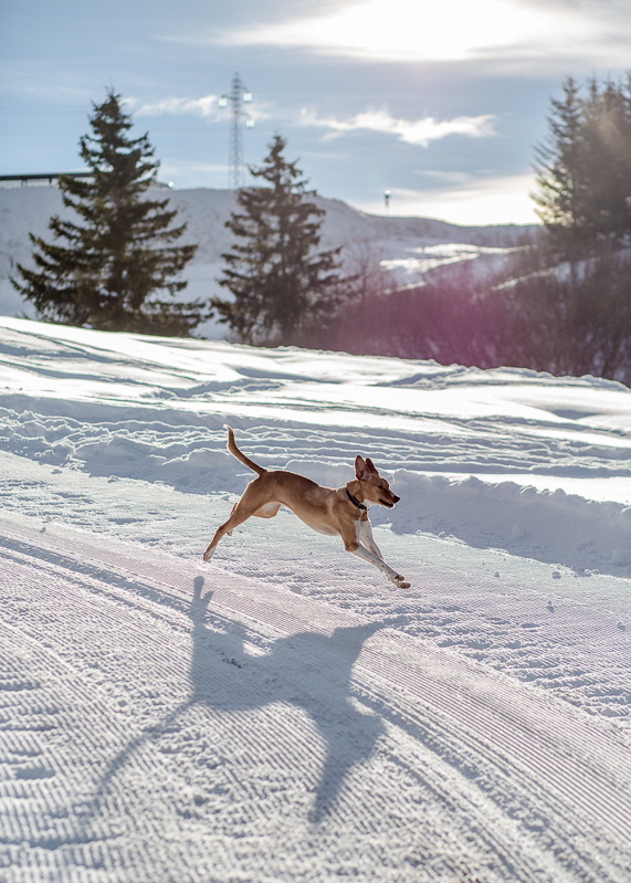 PHS 20150102-REMY_COSTE_MUSHER--50